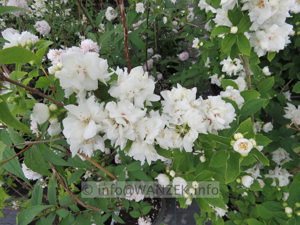 Philadelphus Snowgoose 01.JPG